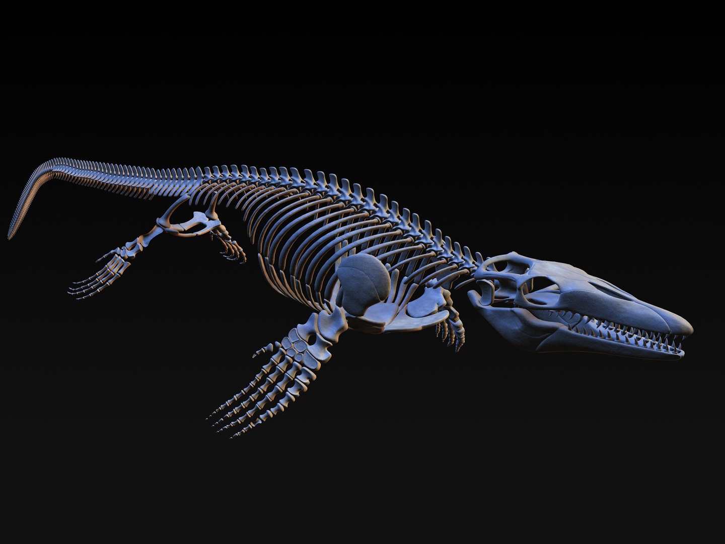 Modelo D Esqueleto De Mosasaurus Turbosquid