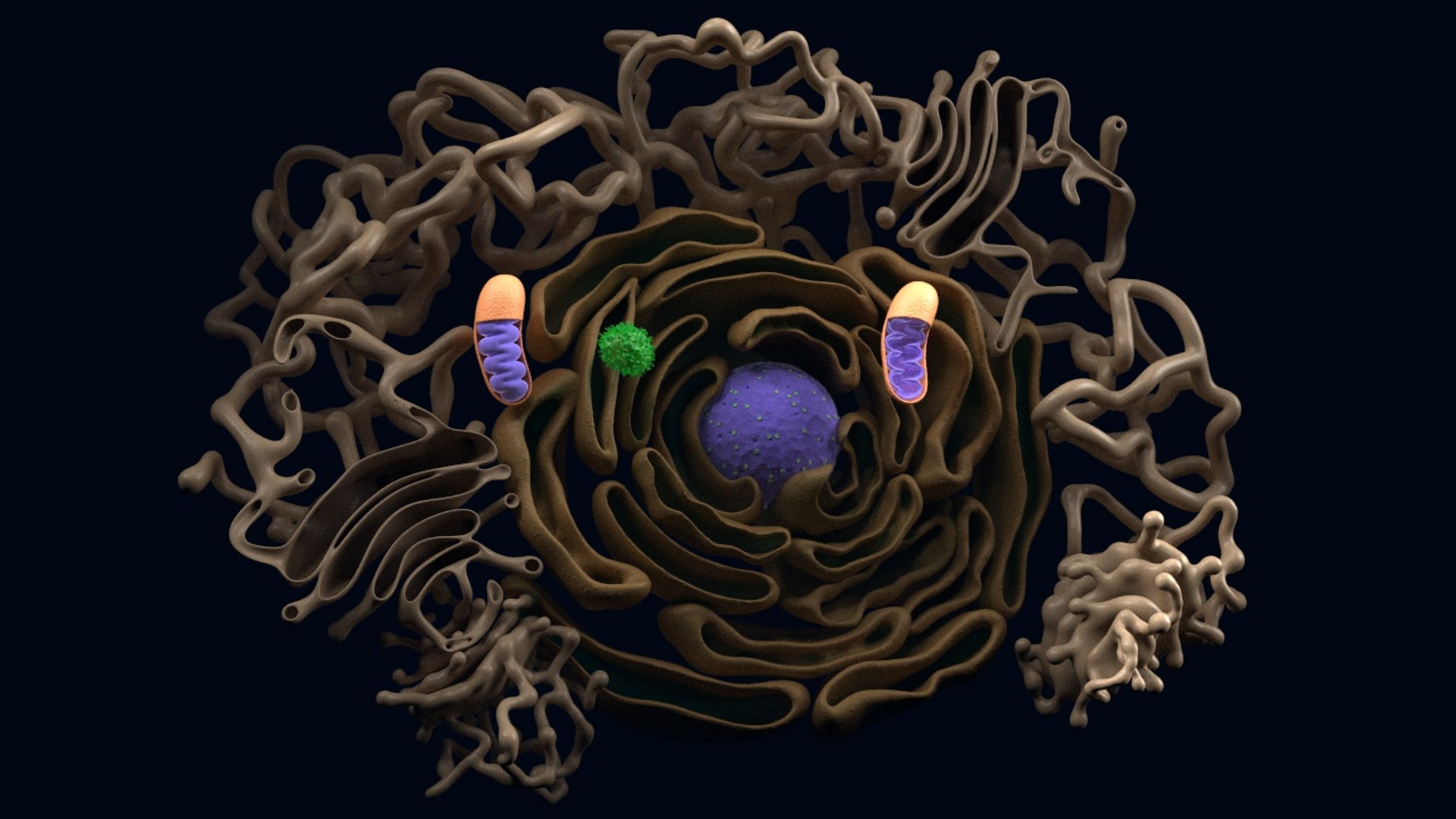 Cell Reticulum Endoplasmic 3D Model TurboSquid 1354436