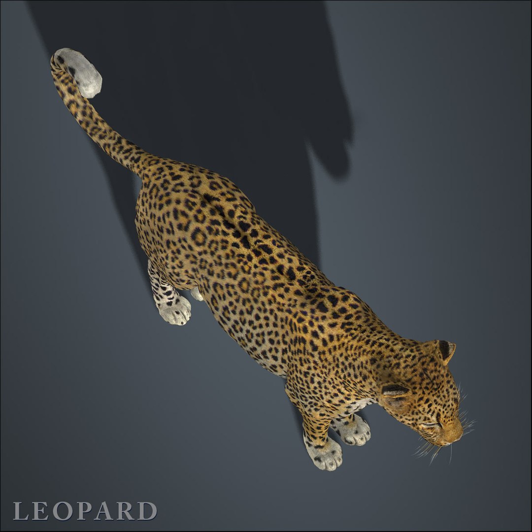 Leopard Fur D Model