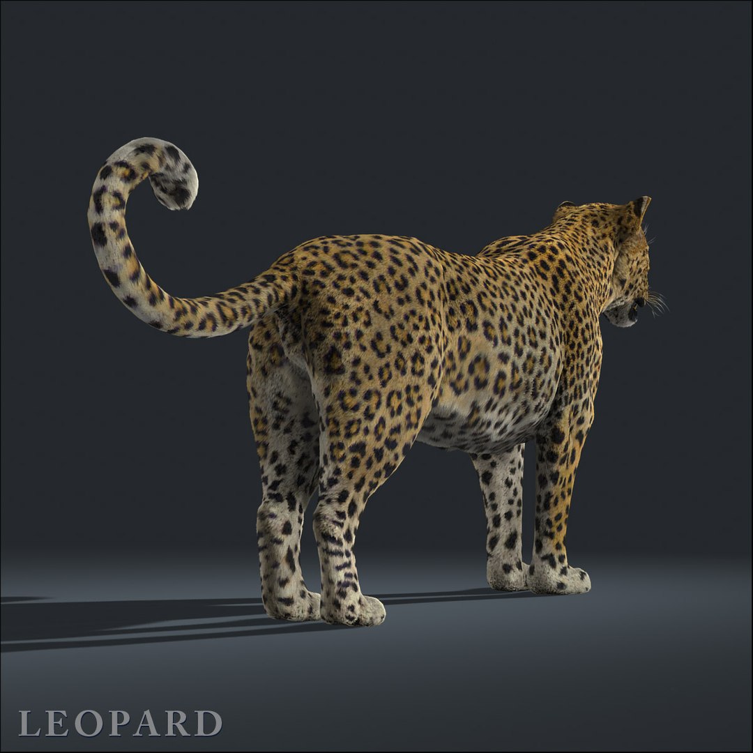 Leopard Fur 3d Model