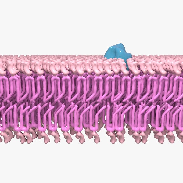 Cell Membrane 3D Model TurboSquid 1974821