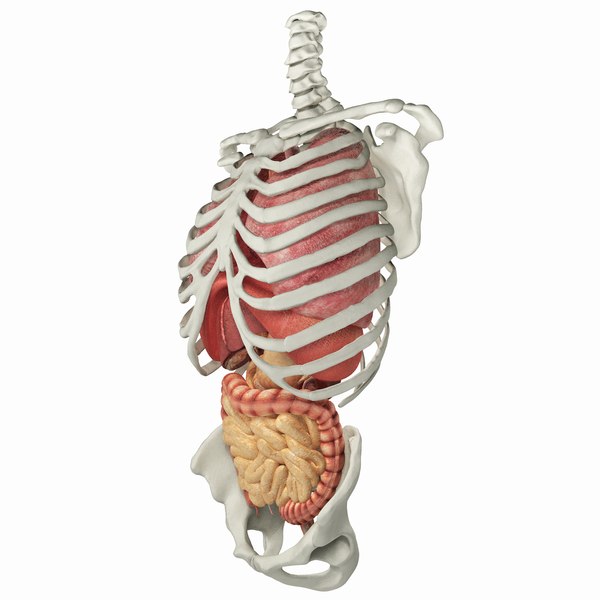 Anatomia Do Tronco Humano Completo Modelo D Turbosquid