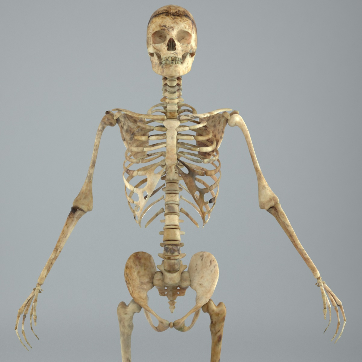 Human Male Skeleton Rigged D Turbosquid