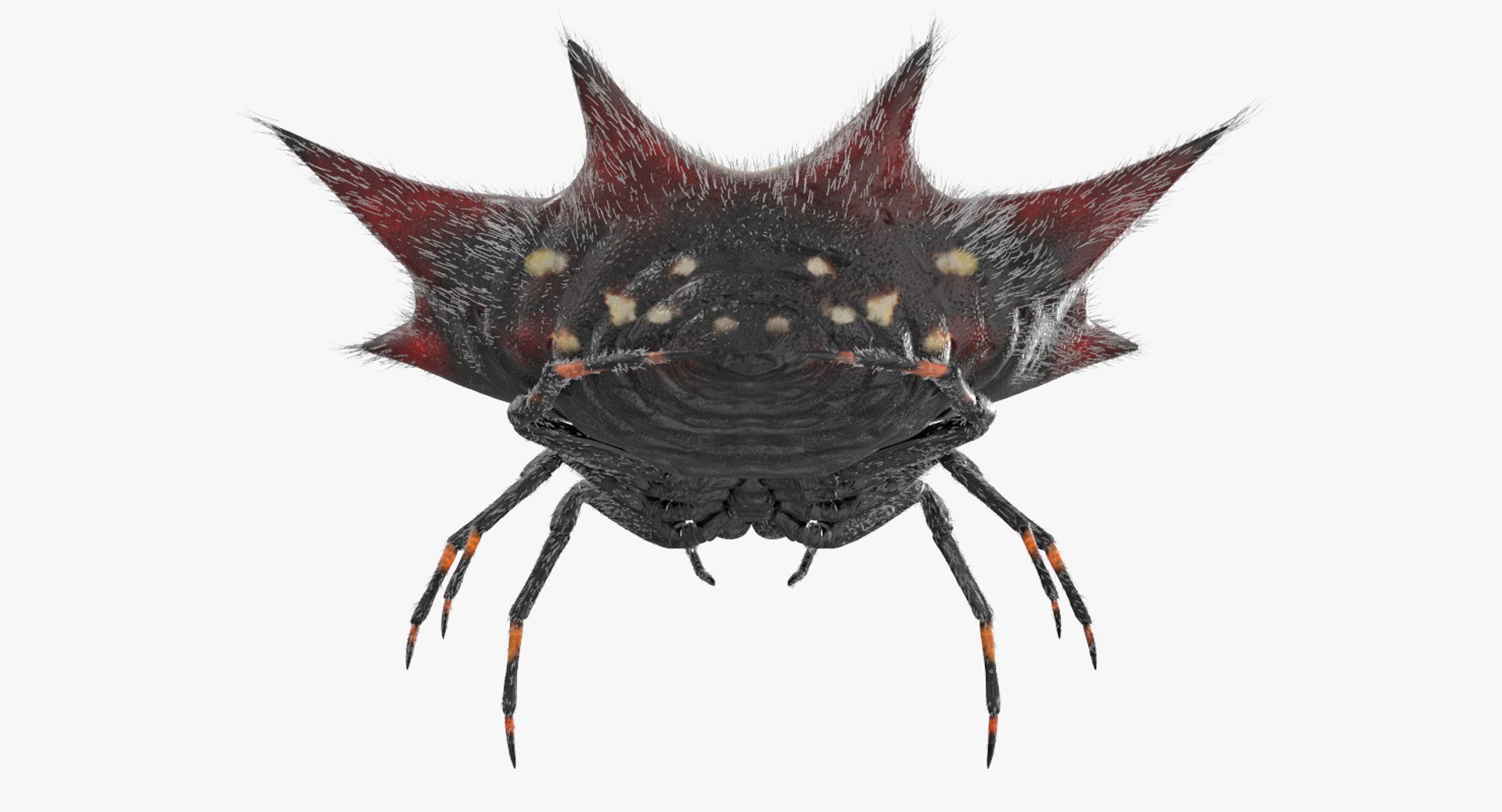 3D Spiny Orb Weaver Spider TurboSquid 1170063