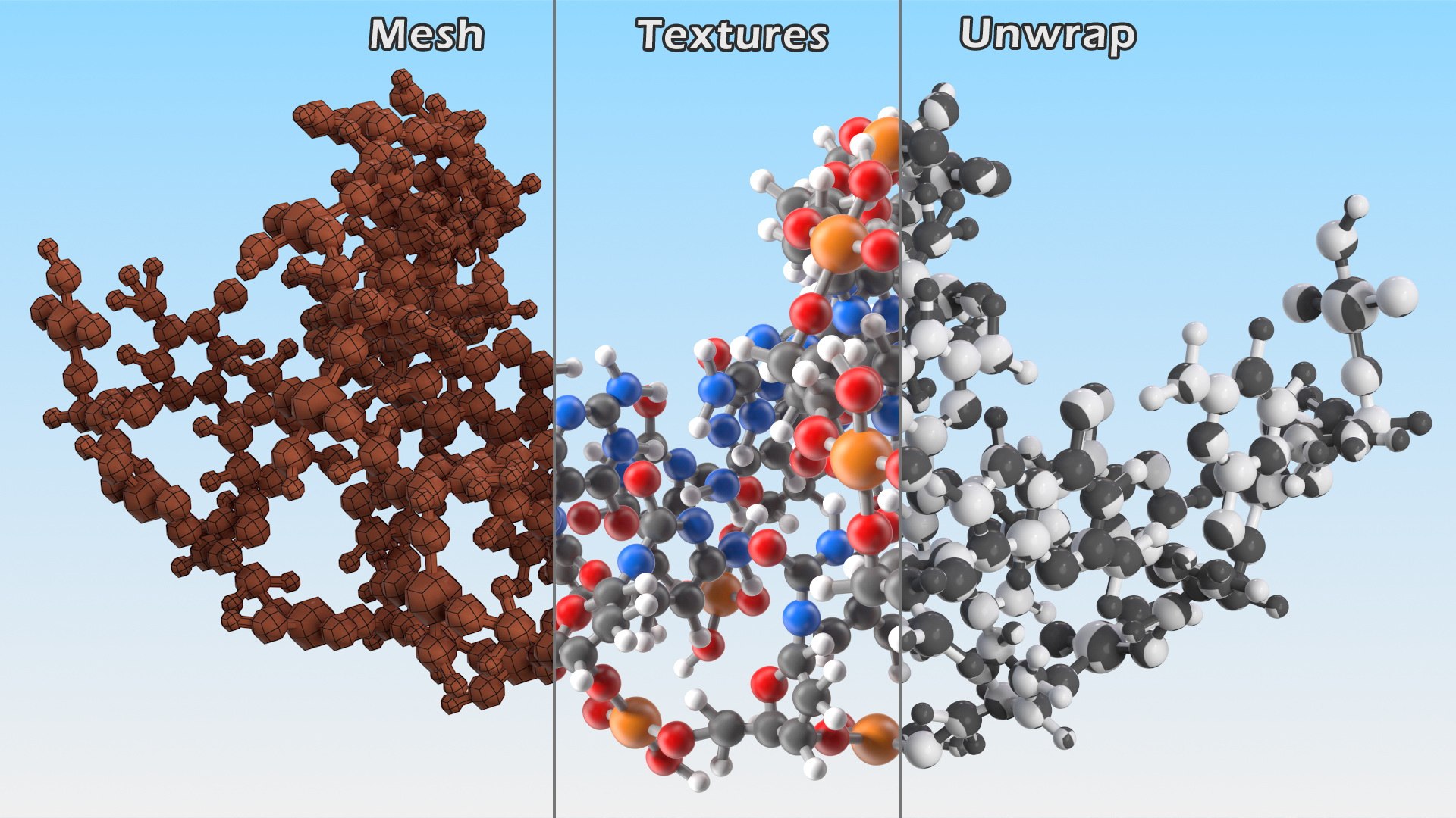 B Form Dna Structure D Turbosquid