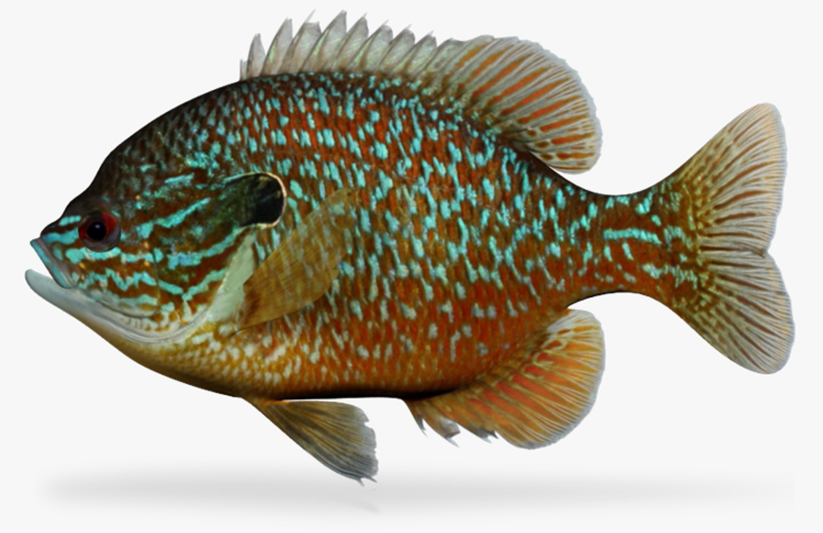 Lepomis Megalotis Longear Sunfish D Ma