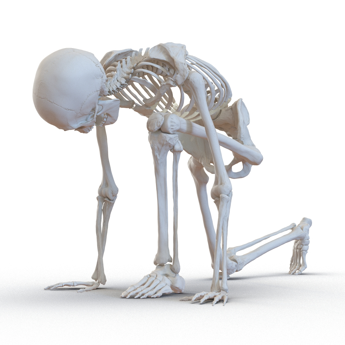 3d Model Human Male Skeleton Rigged