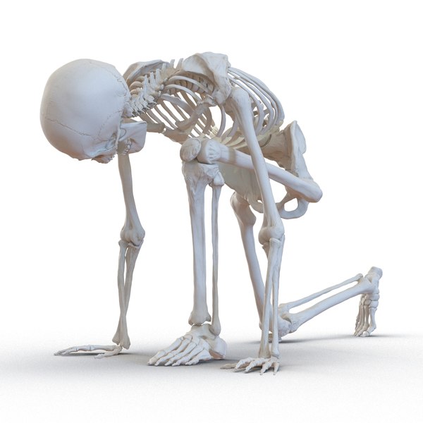 D Model Human Male Skeleton Rigged