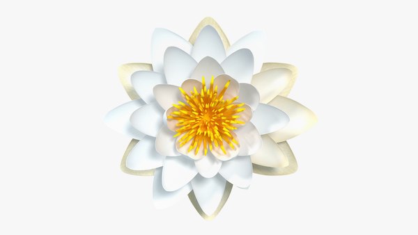 Blooming European White Water Lily 3D Model TurboSquid 1550641