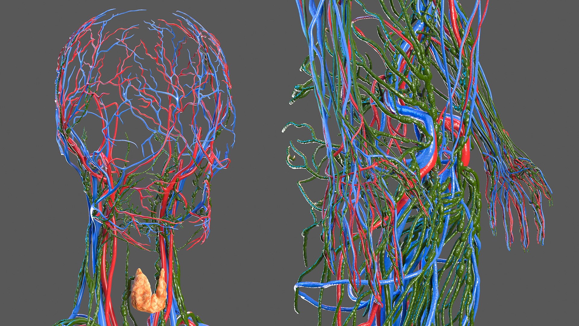 D Female Circulatory Lymphatic Anatomy Turbosquid