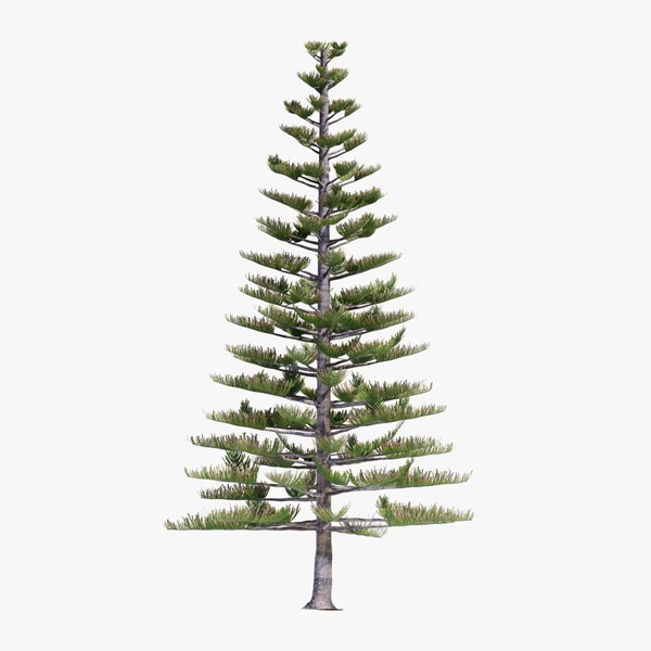 Low Poly Araucaria Heterophylla Norfolk Island Pine D