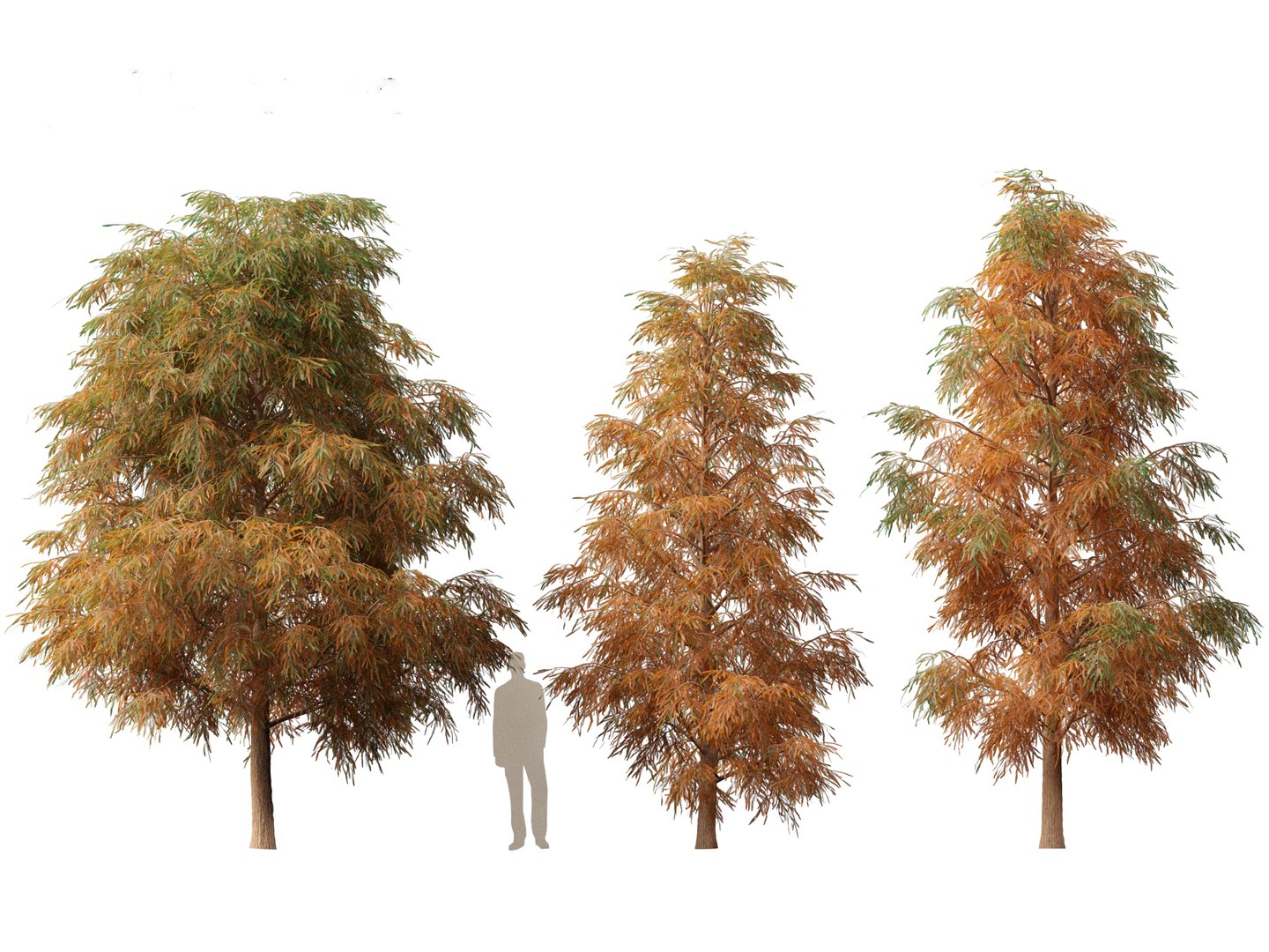 D Model Taxodium Mucronatum Montezuma Bald Cypress Turbosquid