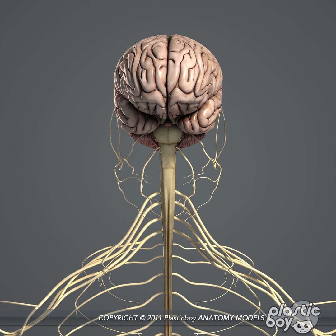 D Model Medically Nervous Brain Cerebellum