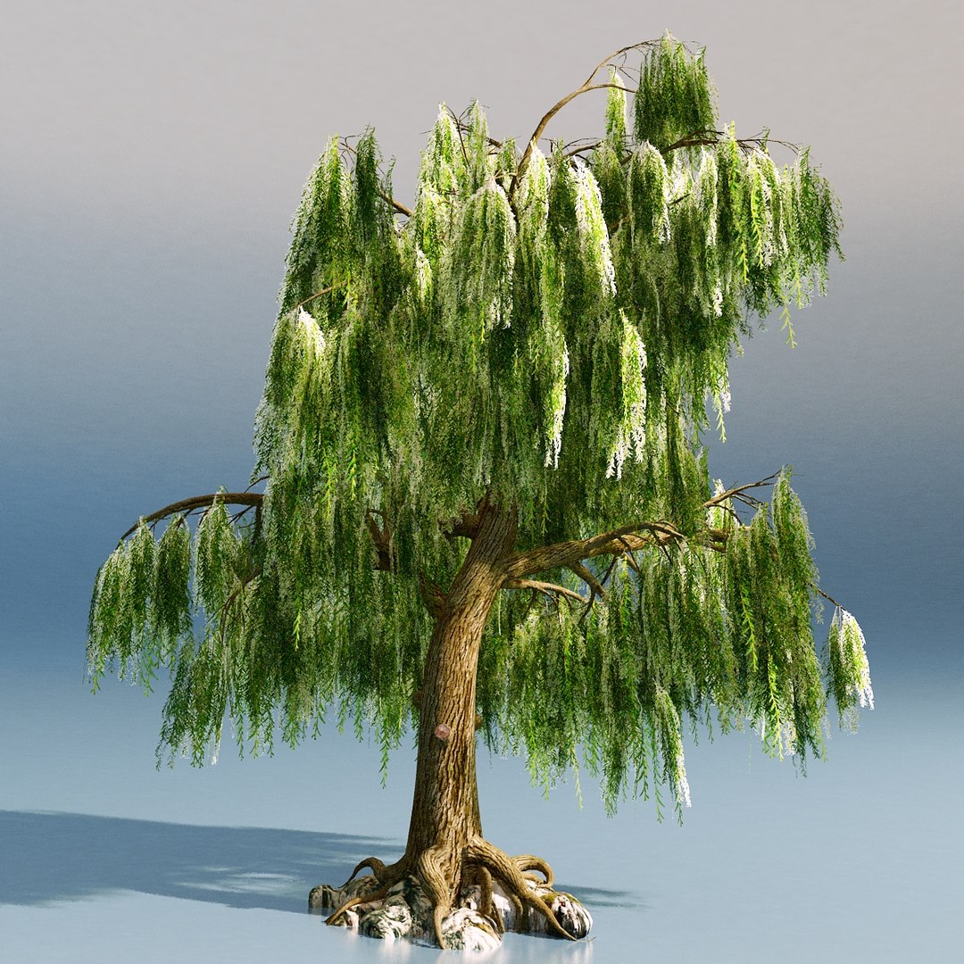 D Model Weeping Willow Turbosquid