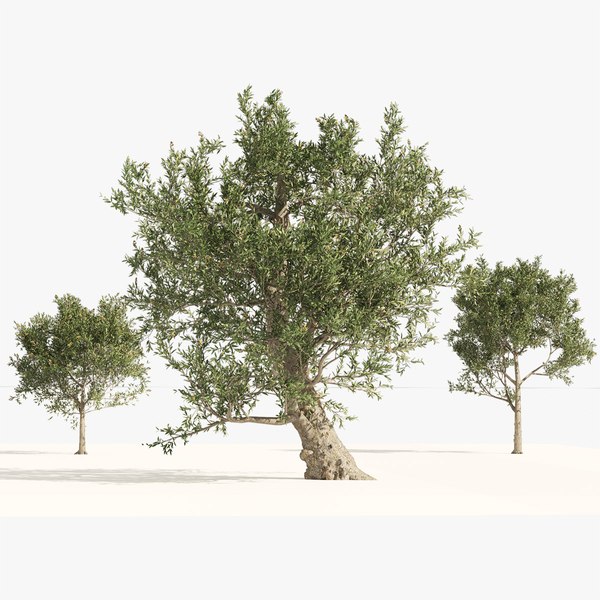 Free 3D Olive Tree Models TurboSquid