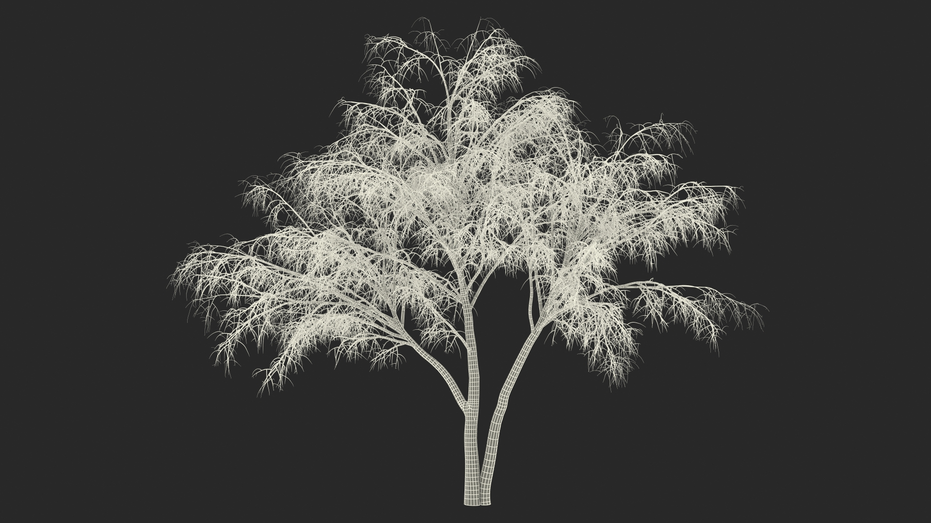Silver Birch Naked Tree 3D Model TurboSquid 1786792