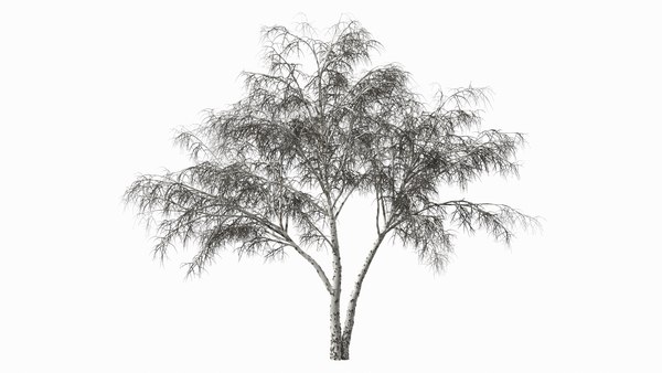 Silver Birch Naked Tree D Model Turbosquid