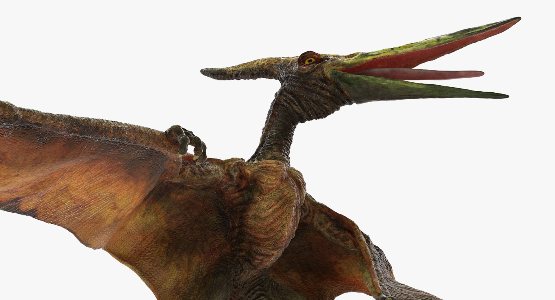 Pteranodon Flying Carnivorous Reptile D Model Turbosquid