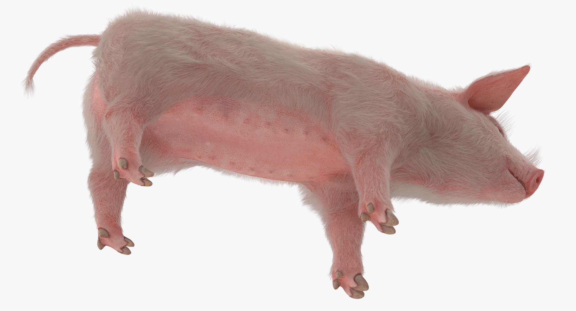 3D Model Pig Piglet Landrace Fur TurboSquid 1357838