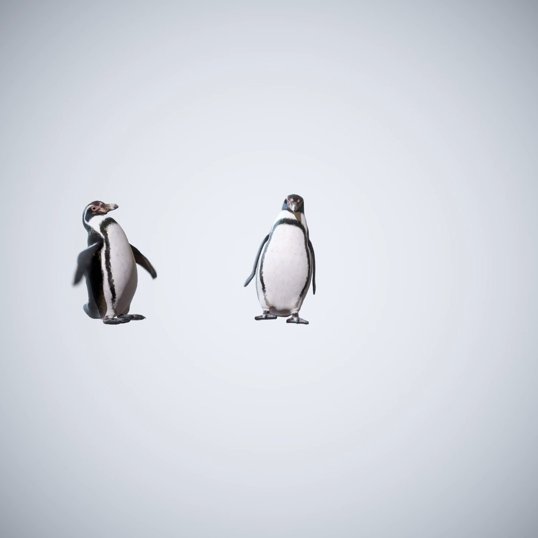 Penguins Animation D Model Turbosquid