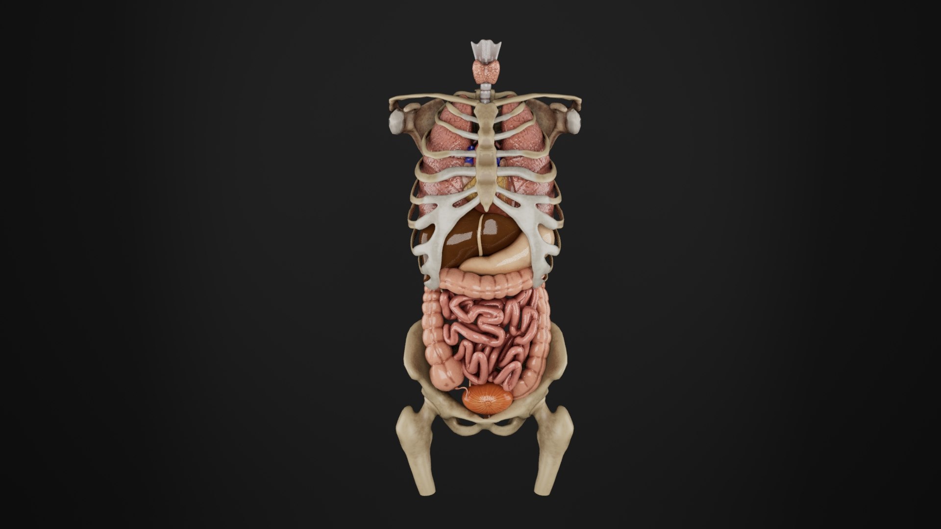 3D Human Anatomy Human Body External Projection Of Internal Organs