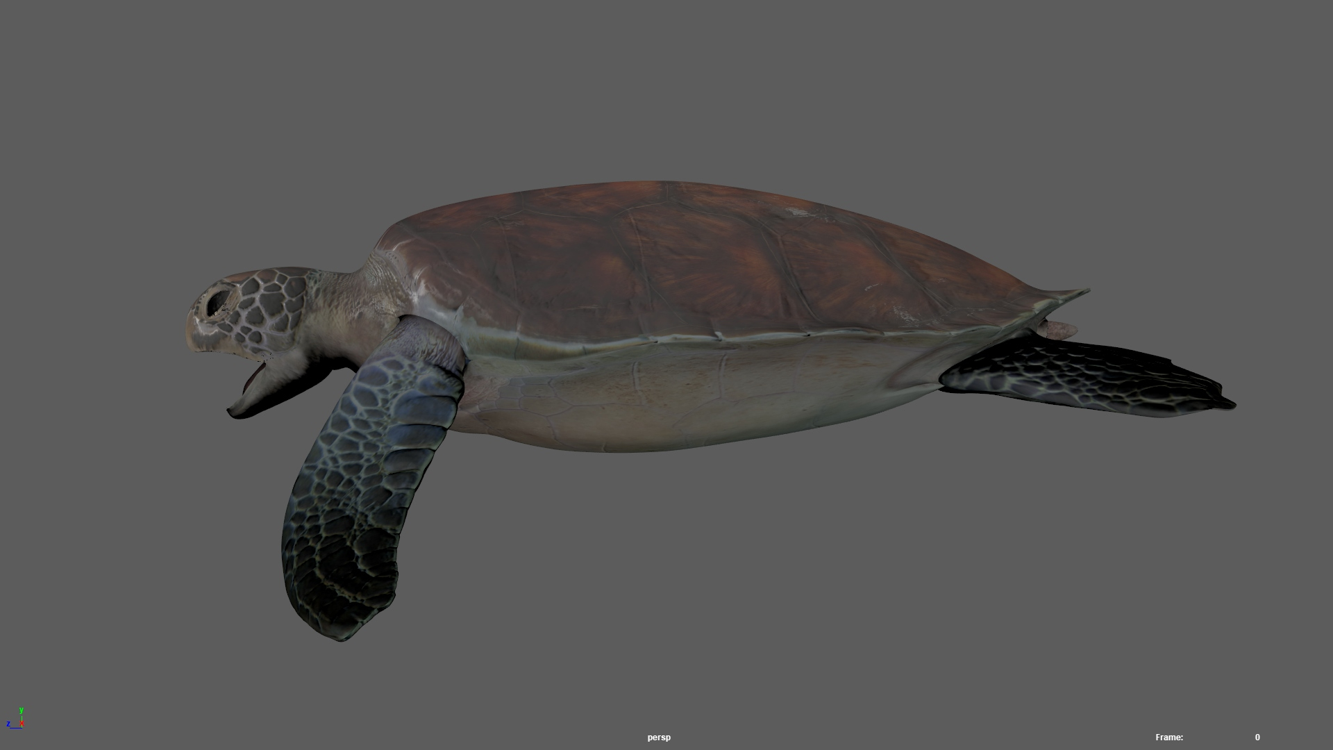 D Realisti Rigged Sea Turtle Model Turbosquid