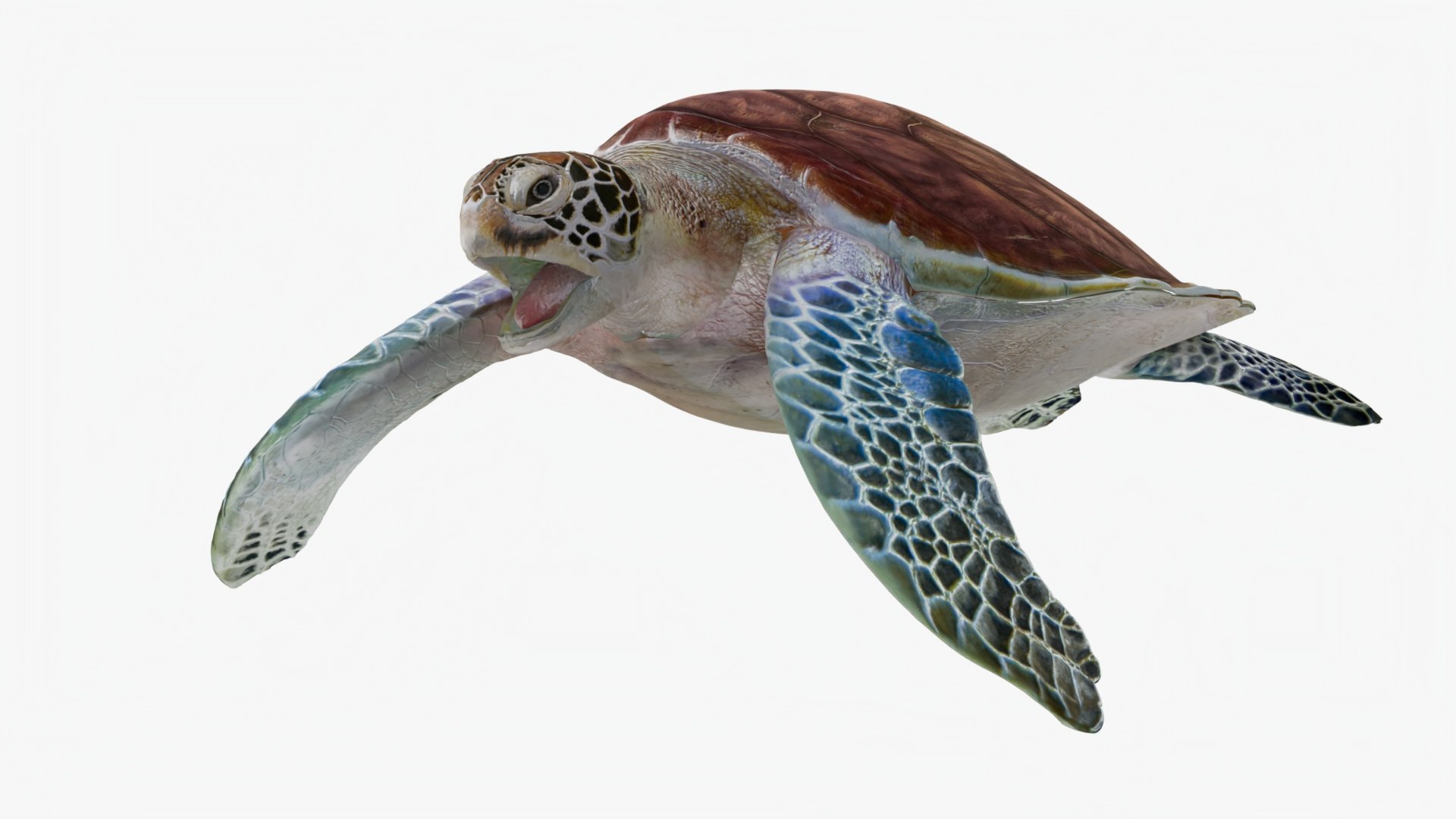 D Realisti Rigged Sea Turtle Model Turbosquid