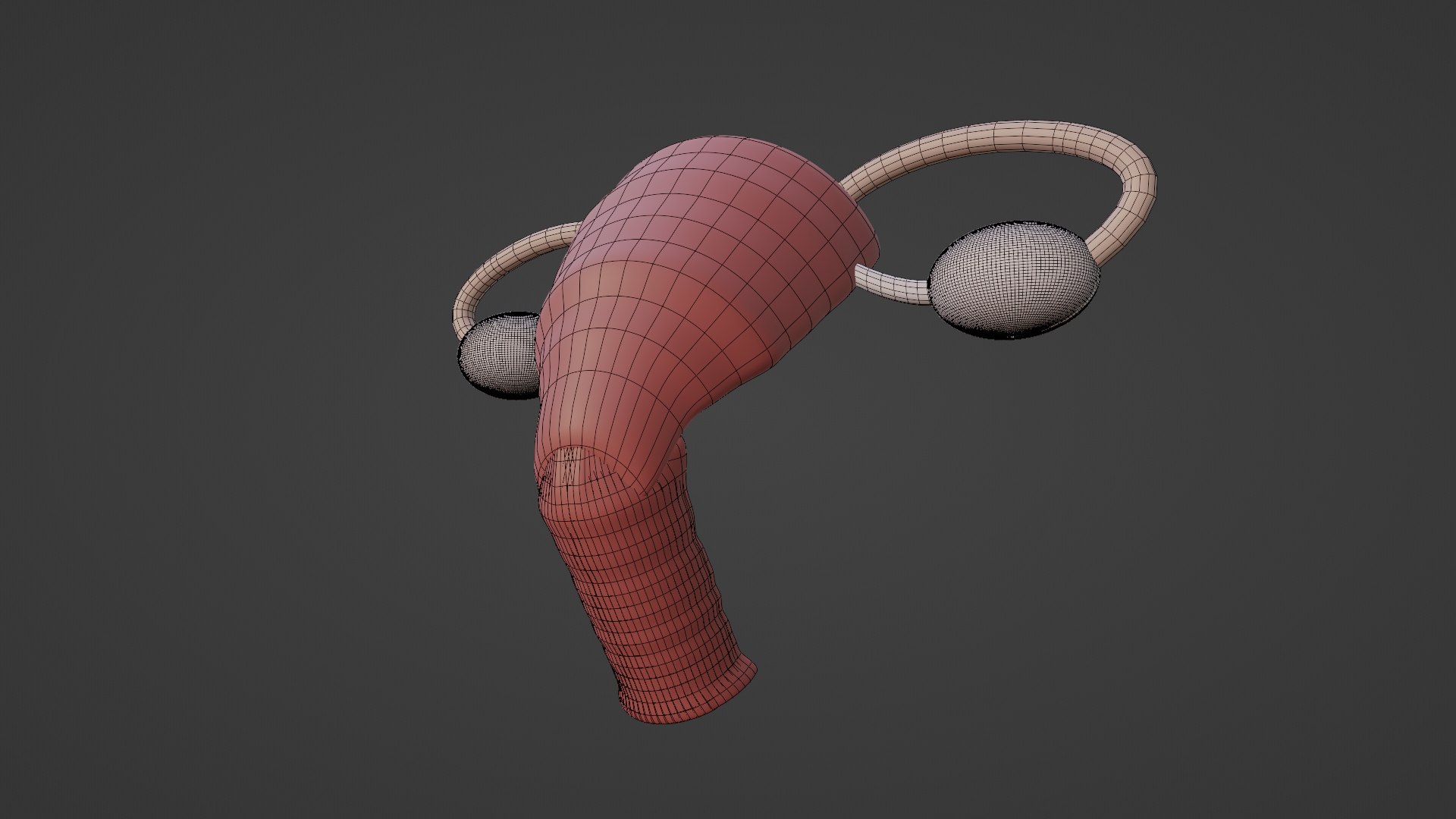 D Female Reproductive System V Turbosquid