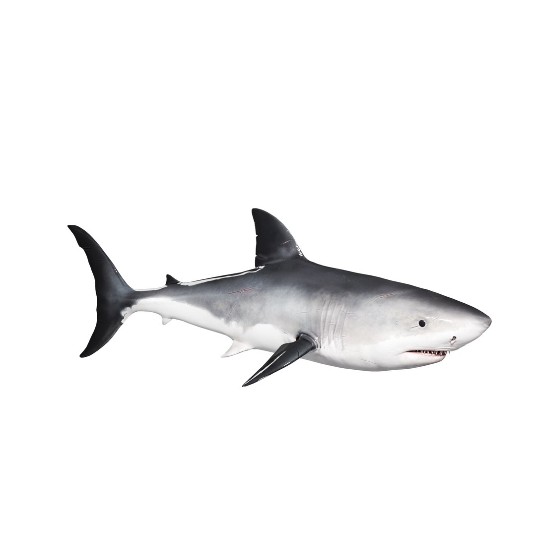 D Shark Rigged Animated D Model Turbosquid