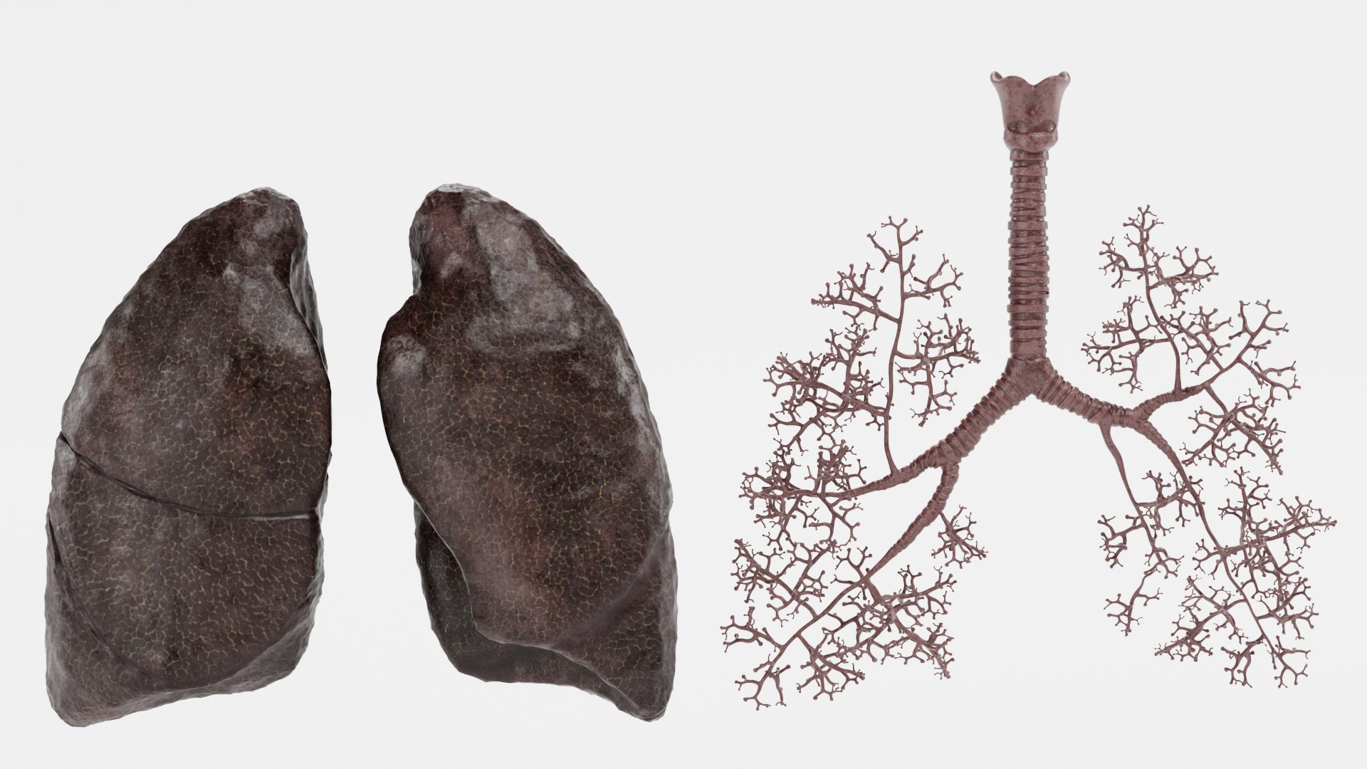 Smoker Lungs D Model Turbosquid