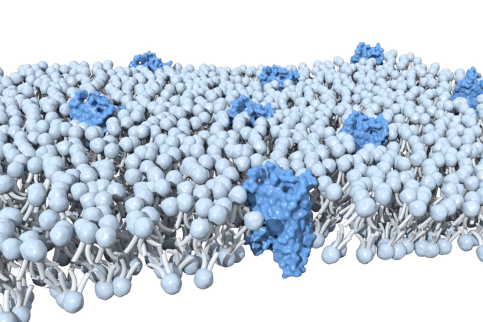 Cell Membrane D Model Turbosquid