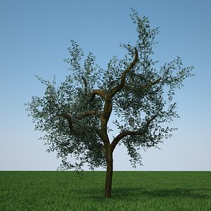 Low Poly D Olive Tree Models Turbosquid