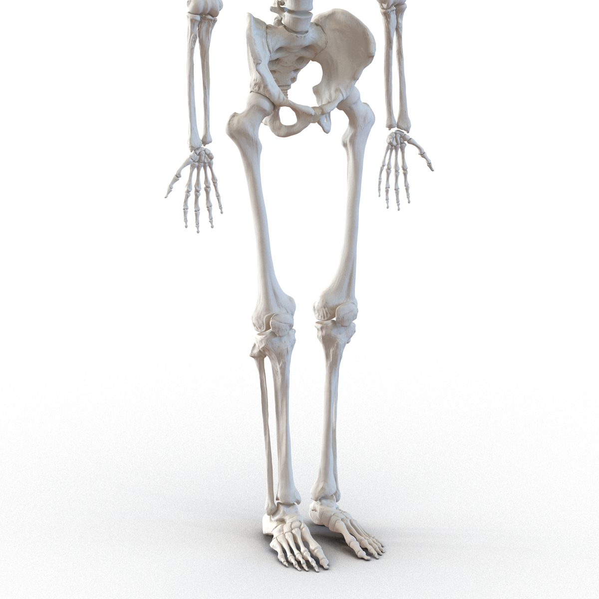 D Human Male Skeleton Rigged