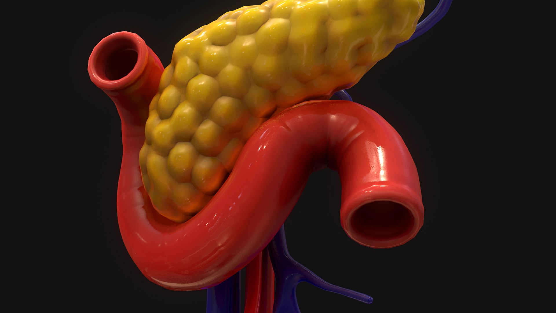 D Modeled Pancreas Human Model Turbosquid