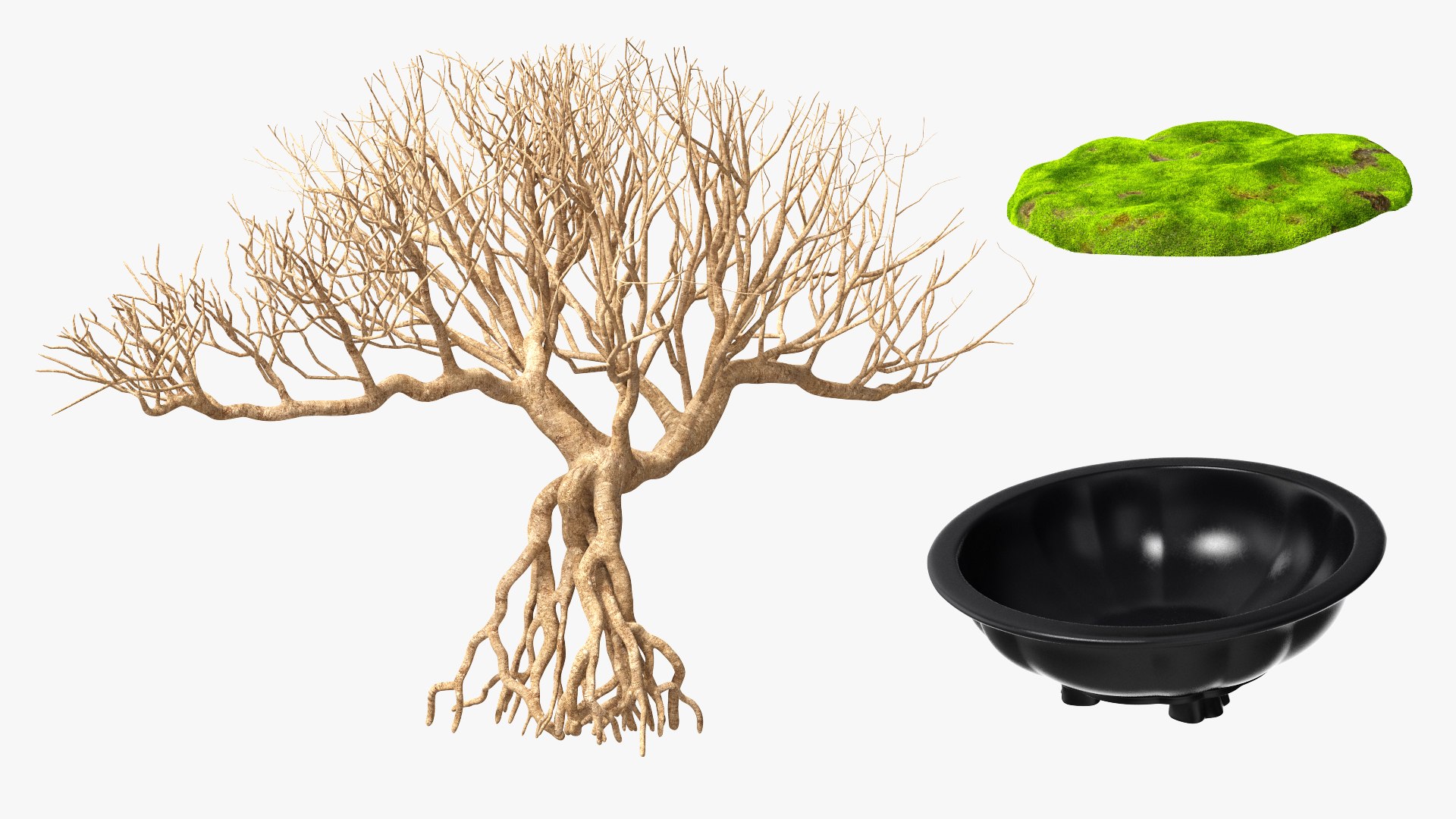 D Bonsai Naked Tree Pot Model Turbosquid