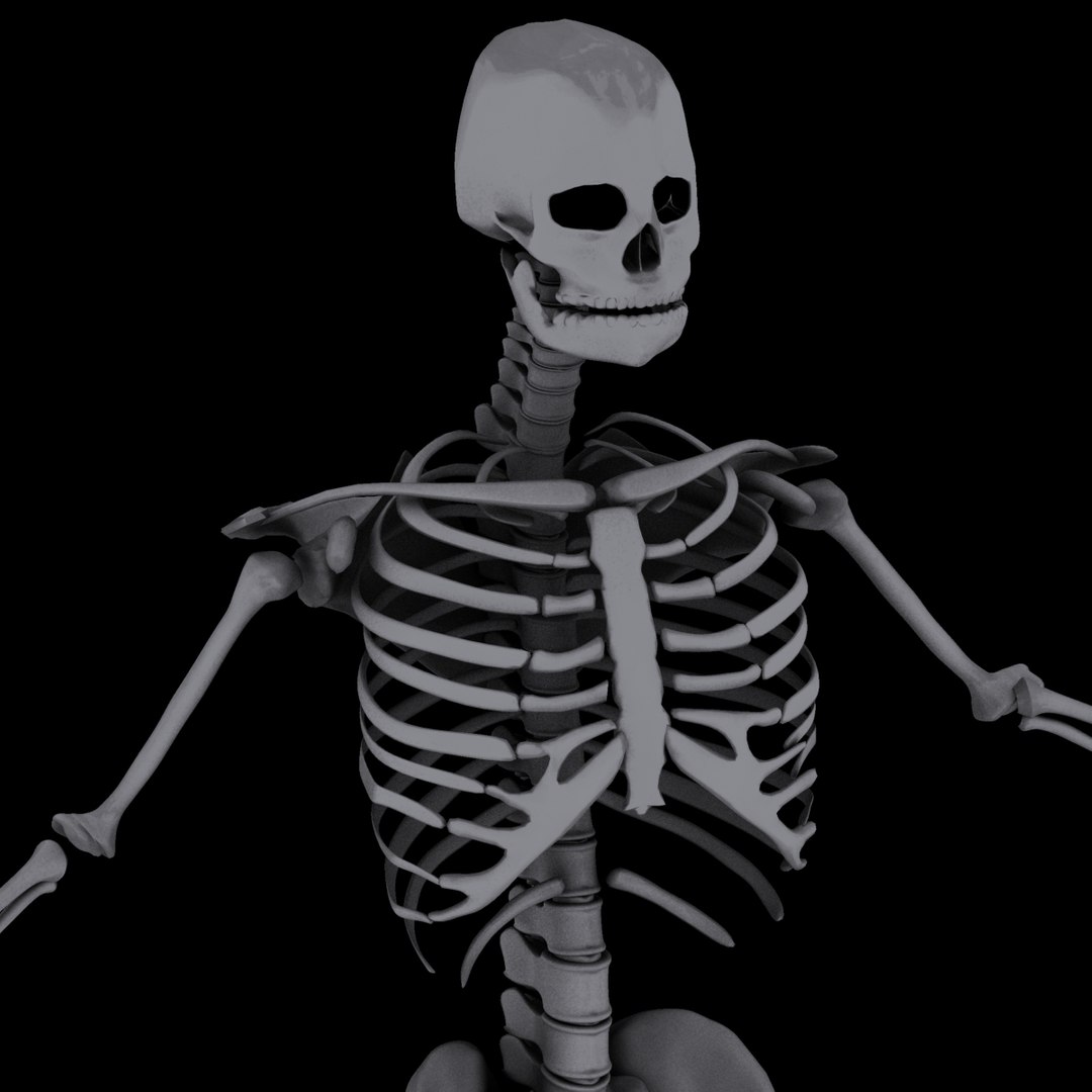 X Ray Skeleton Xray Body Human Obj