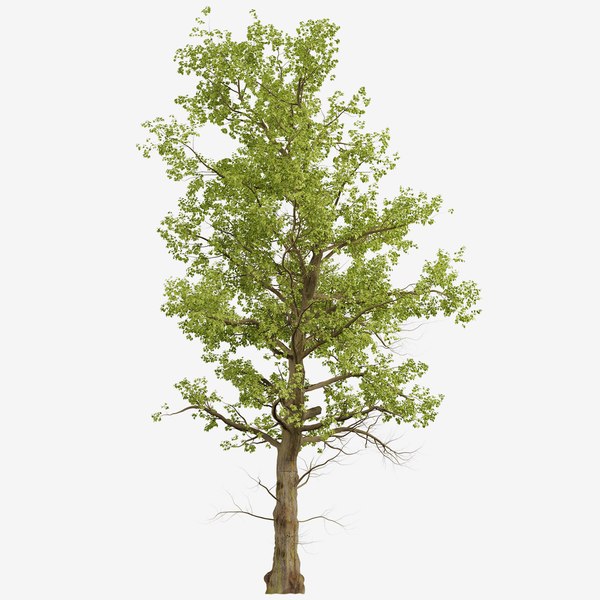 Modelo 3d American Sycamore Or Platanus Occidentalis Tree 2 Trees