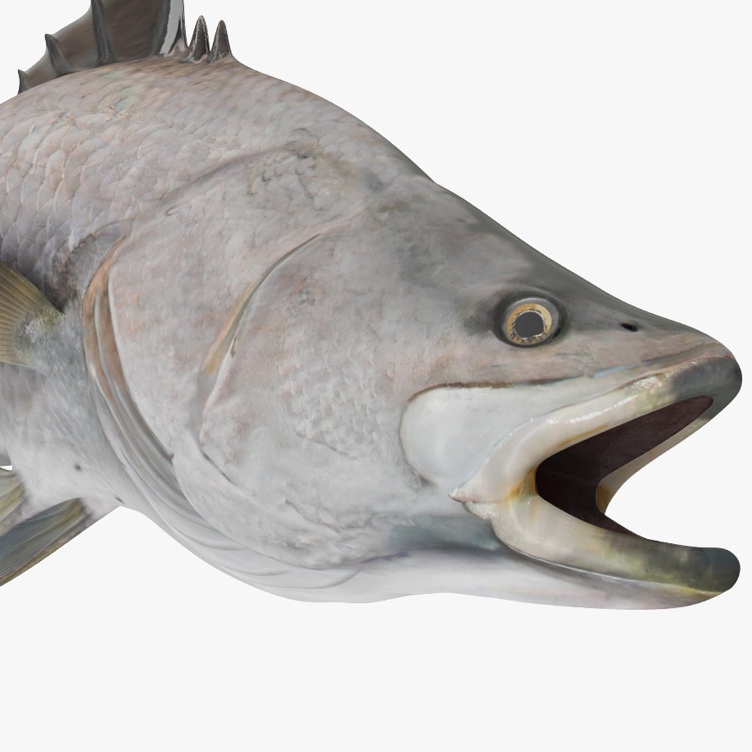 3d barramundi fish rigged model https/p.turbosquid.