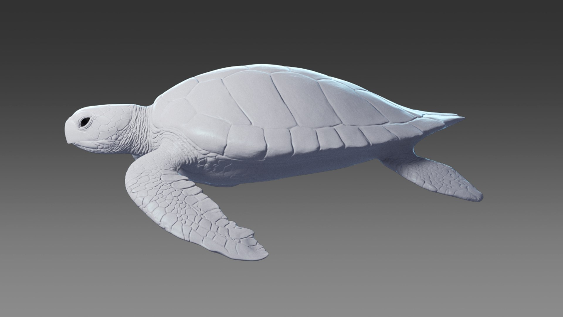 3D Model Photorealistic Green Sea Turtle TurboSquid 1222841