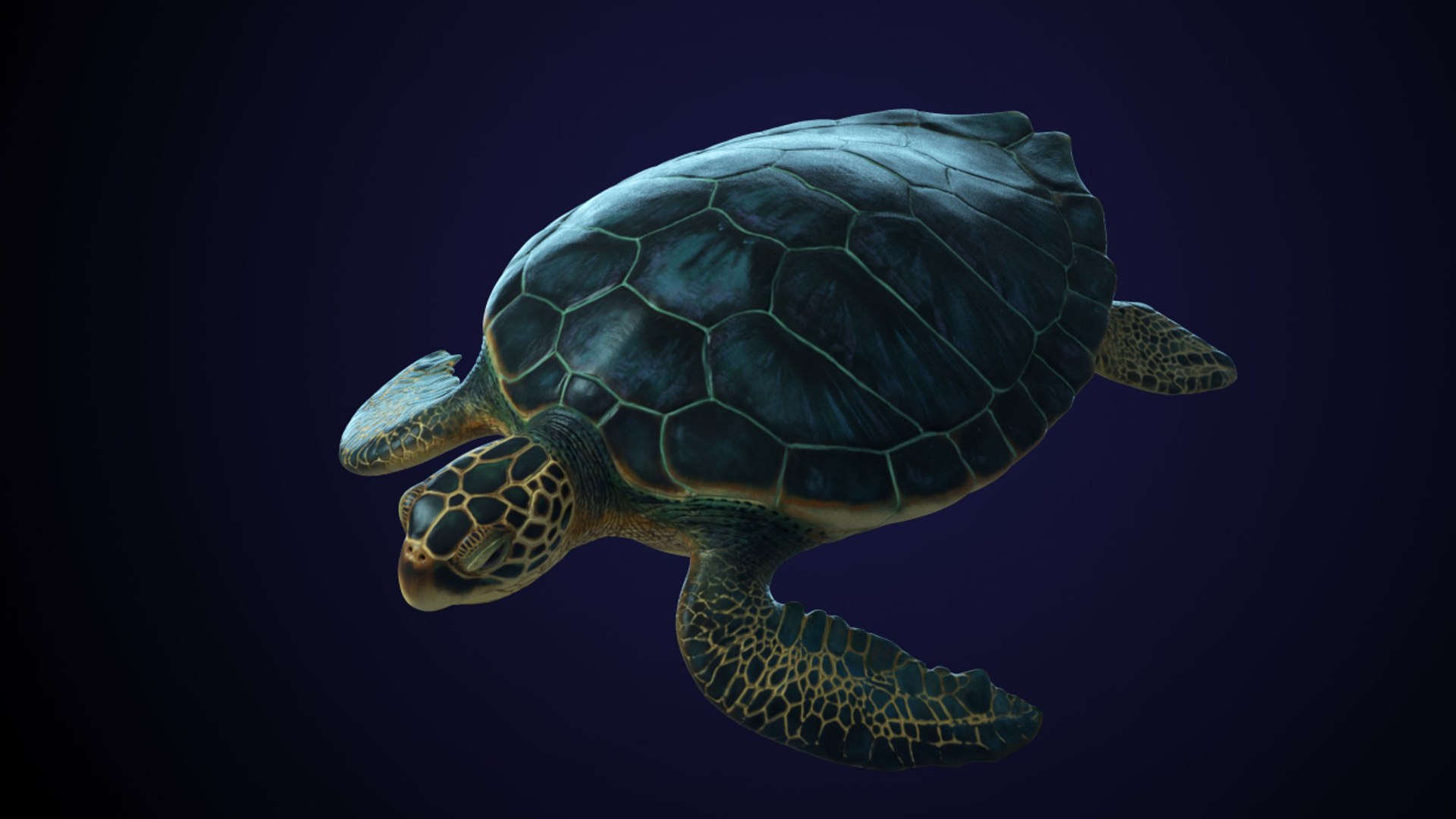 3D Model Photorealistic Green Sea Turtle TurboSquid 1222841