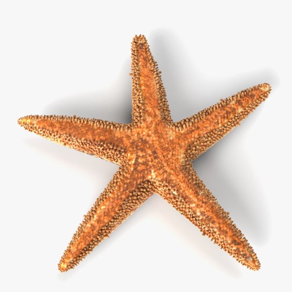 3d starfish star fish