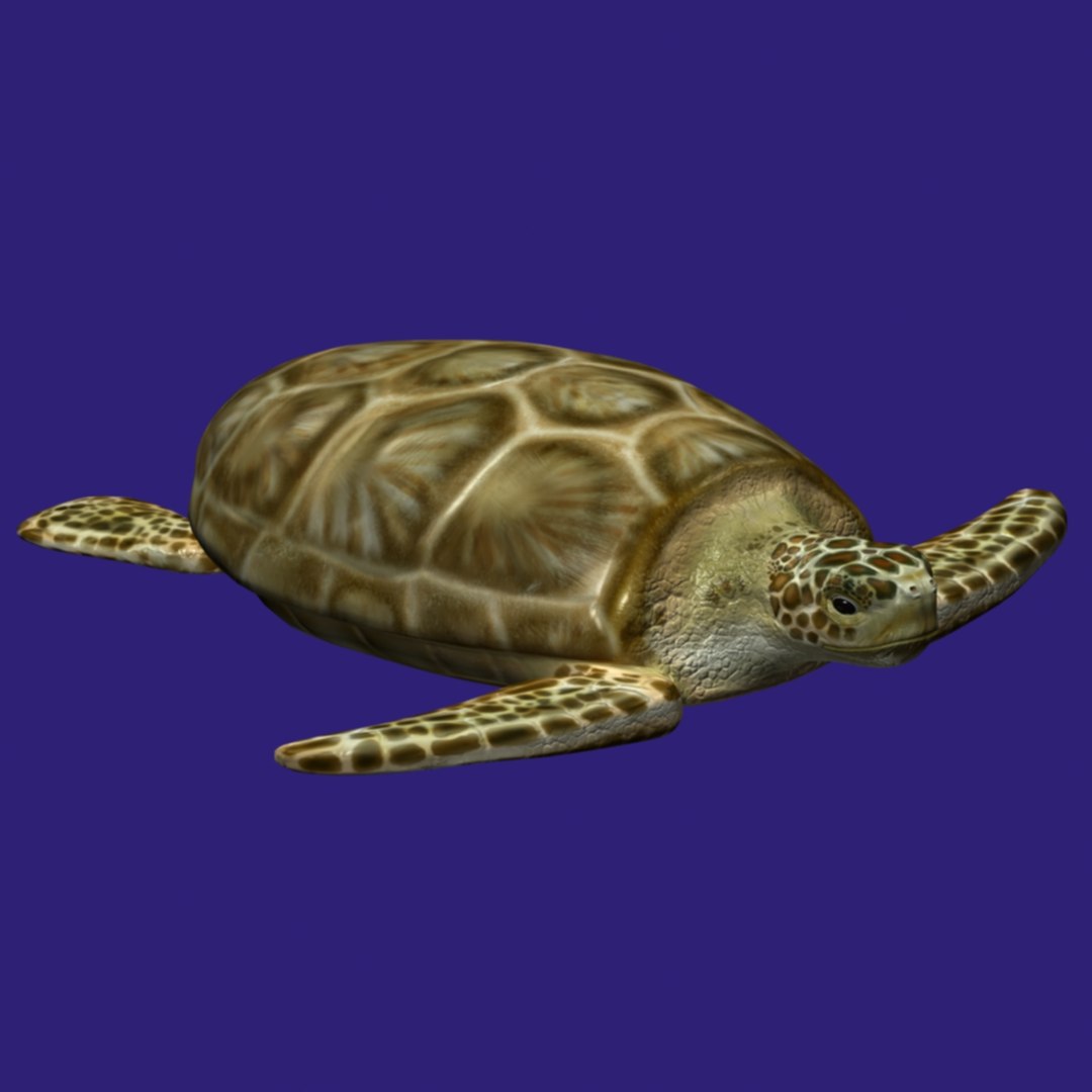 D Model Turtle Sea