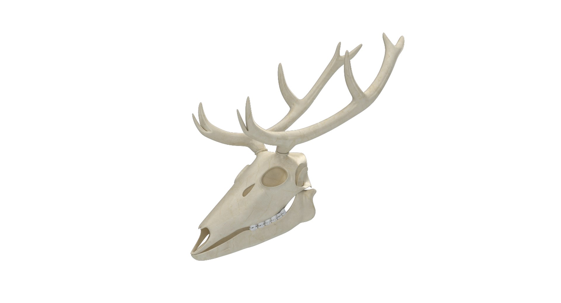 3D Deer Skeleton Skull TurboSquid 1348137