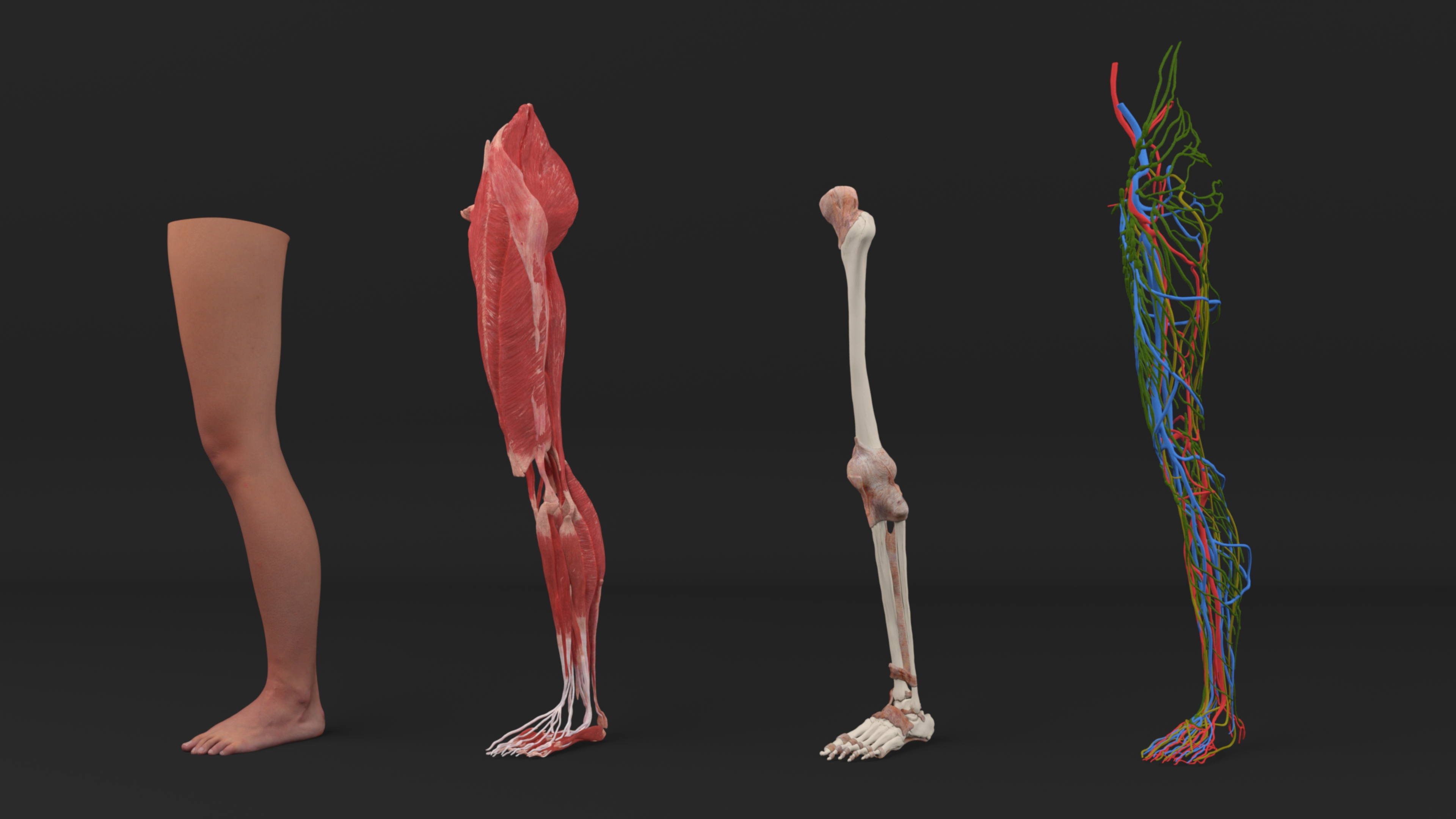 Realistische Beinanatomie Weiblich D Modell Turbosquid