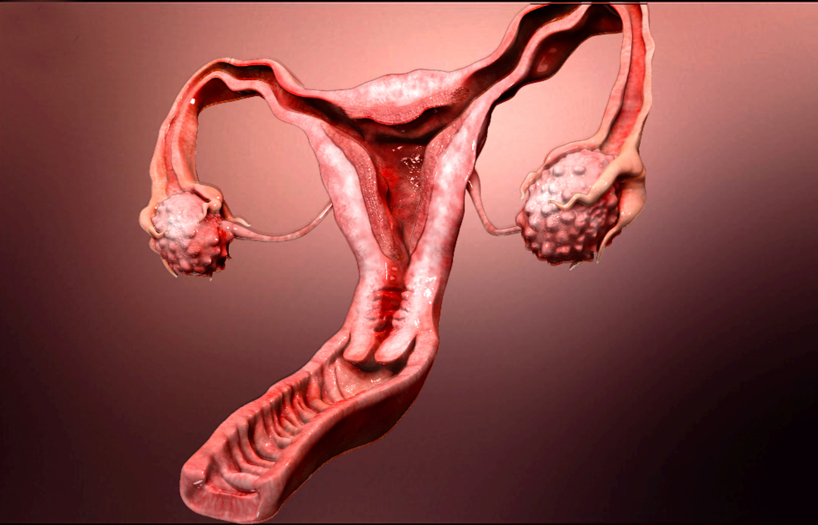Снимки женских половых органов