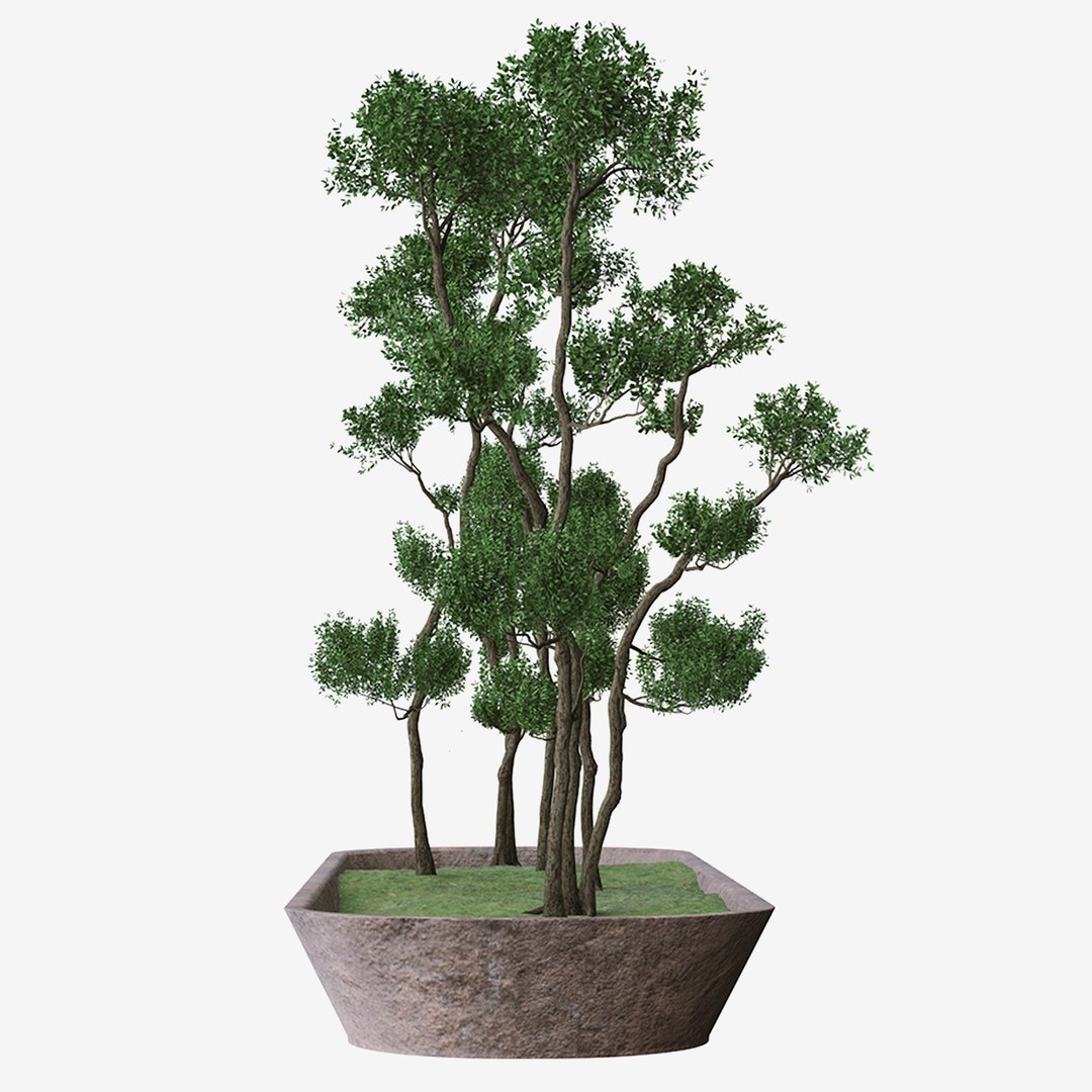 D Bonsai Tree Or Juniperus Chinensis Pot Turbosquid