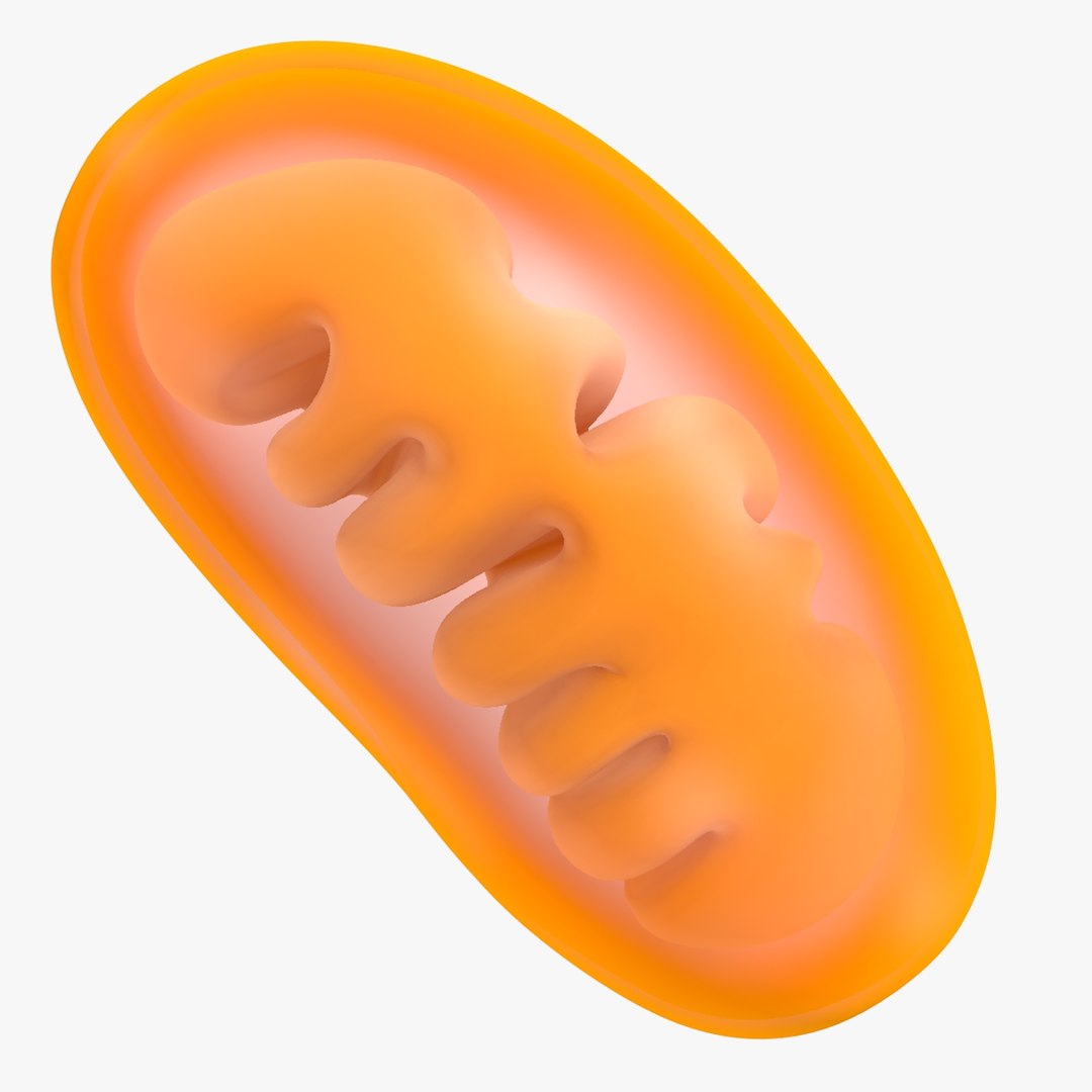 Mitochondria Dna 3d Model