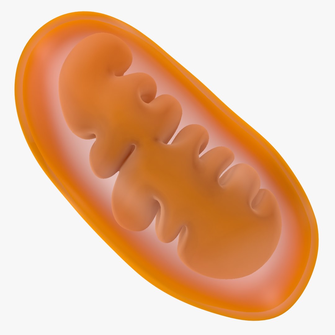 Mitochondria Dna 3d Model