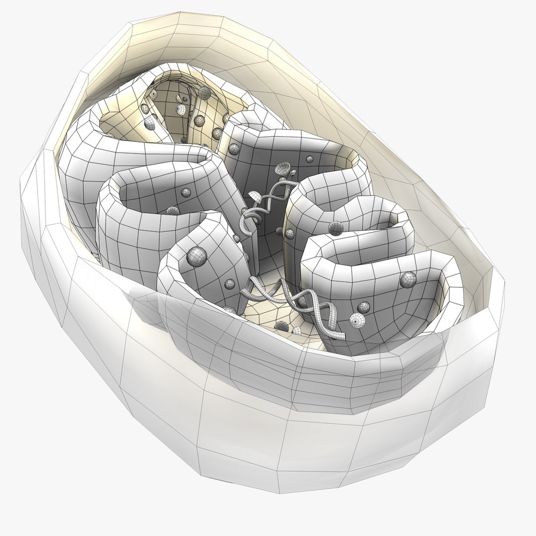 Mitochondria Dna 3d Model