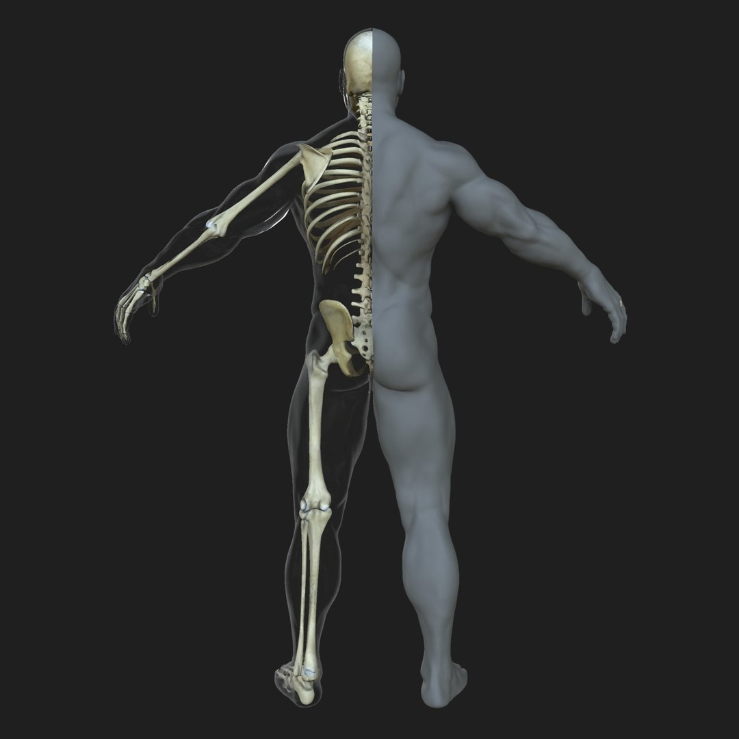 Male Female Skeleton Skin D Model